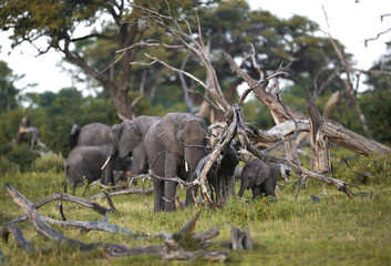 African Elephant Family Among Fallen Trees – Calf Exploring Woodland Savanna © PetrDolejsek