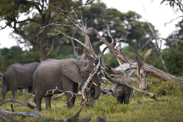 African Elephant Mother and Calf with Raised Trunk Among Fallen Trees – Intimate Woodland Safari Scene © PetrDolejsek