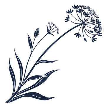 black and white bupleurum flower