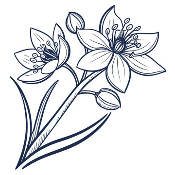 bupleurum flower vector