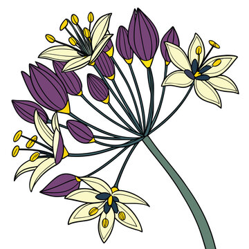 bupleurum flower colorful on white background