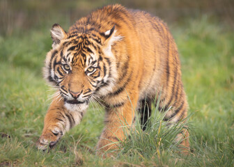 Fototapeta premium A young Sumatran tiger