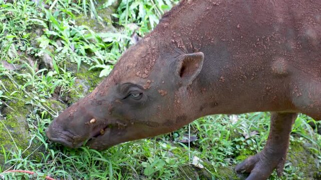 A large Babirusa (Babyrousa) is seen from the side, with its snout close to the ground as it forages in a patch of green grass. The bumpy and textured skin is clearly visible.