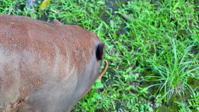 A large Babirusa (Babyrousa) is seen from the side, with its snout close to the ground as it forages in a patch of green grass. The bumpy and textured skin is clearly visible.