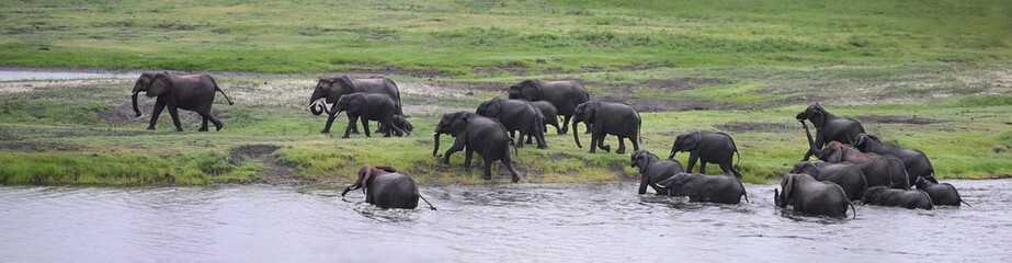 African Elephant Herd Emerging from River – Panoramic Wildlife Scene in the Savanna © PetrDolejsek