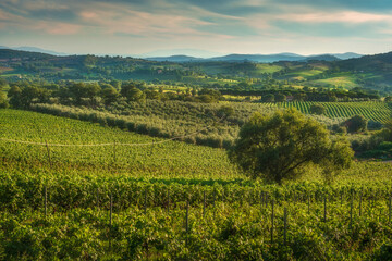 Morellino di Scansano Vineyards with a Tree, Tuscany, Italy