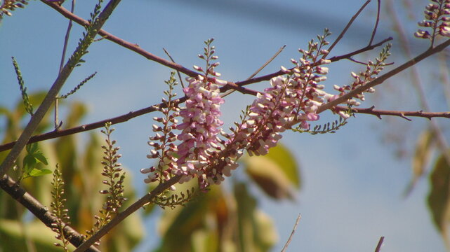 wild pin Gamal, Gliricidia sepium flowers against blue sky