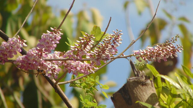 Gamal, Gliricidia sepium plant with pink flowers