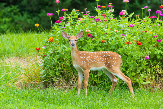 01982-06203 White-tailed Deer (Odocoileus virginianus) fawn near zinnia garden Marion Co. IL