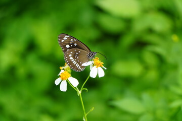 Obraz premium Close up of a Euploea core butterfly perched on a wildflower