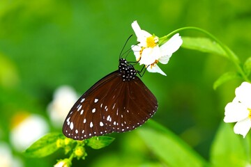 Close up of a Euploea core butterfly perched on a wildflower