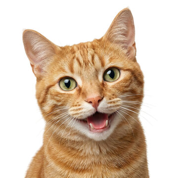 Close-up of a happy ginger cat with green eyes, mouth open, isolated on transparent background.