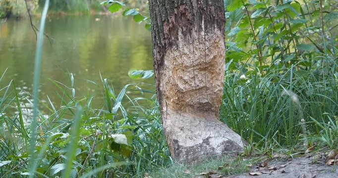 Beaver bite marks on a trunk of a tree by lake. Damaged wood by a bobber. Beaver gnawed tree. Tree trunk with bite marks of beavers. Tree near pond felled by beaver
