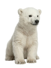 Fototapeta premium Polar bear cub sitting