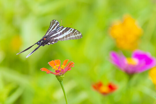 03006-01313 Zebra Swallowtail (Eurytides marcellus) flying from zinnia sp. Jefferson Co. IL