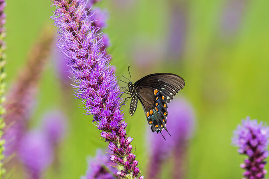 03029-02405 Spicebush Swallowtail (Papilio troilus) on Prairie Blazing Star (Liatris pycnostachya) Effingham Co. IL