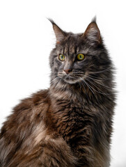 Obraz premium Close-Up of a Maine Coon's Face on White Background. Details: Whiskers, Nose, Fur Around Eyes.