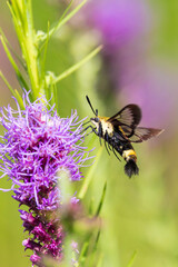 04005-00603 Snowberry Clearwing (Hemaris diffinis) Rock Cave Nature Preserve Effingham Co. IL