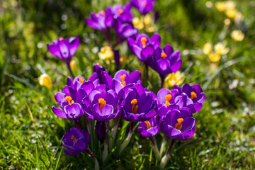 crocus flowers in the garden -  spring flowers