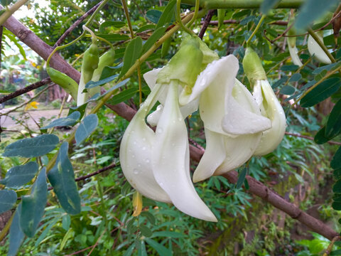 Fresh Bunga Turi or Sesbania Grandiflora or the Vegetable Hummingbird Tree or Agati in the tree. Dew on White Flower