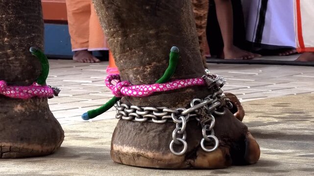 Closeup of chained feet and trunk of an elephant