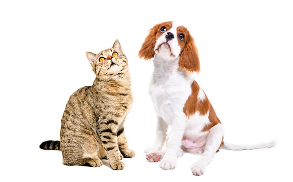 Spaniel puppy and Scottish Straight cat sitting together, isolated on white background