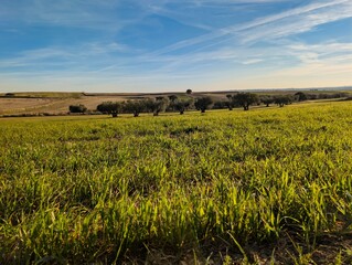 Sunlight on green grass with olive trees in the background on a clear day in a rural area