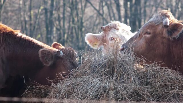 Group of cows feeding together from a hay pile in soft morning sunlight. Warm backlight and visible breath create a peaceful winter farm atmosphere. 