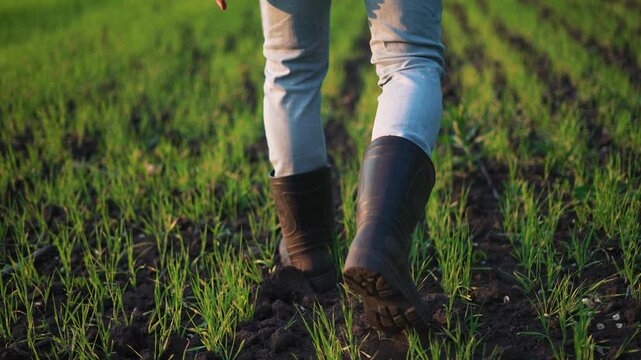 Walk through young crop field with boot stepping along soil row between green grass shoots closeup of leg and boot showing farmer activity in spring farm land and crop growth soil check detail