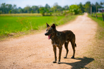 Brown dog standing on rural dirt road with green fields and countryside background. Outdoor pet portrait in natural environment, travel countryside lifestyle, sunny day with copy space.