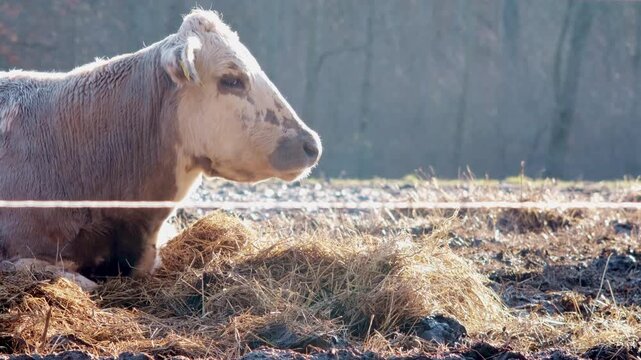 Light-colored cow lying near a hay pile and calmly chewing in soft morning sunlight. Peaceful countryside scene with shallow depth of field and natural winter tones. 