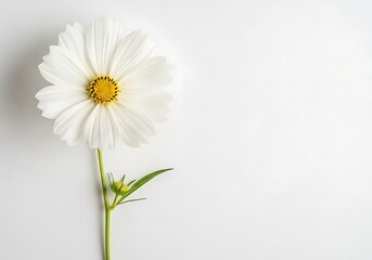 Obraz premium A delicate white cosmos flower with a vibrant yellow center and green stem isolated on a minimalist white background.