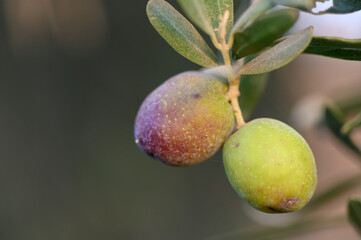 Obraz premium Olives ripening on branch in Cyprus at sunset