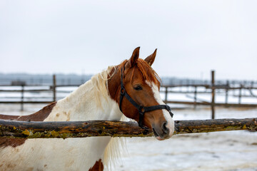 Obraz premium Pinto Horse In Winter