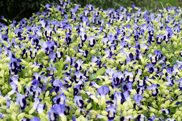 Obraz premium Beautiful bluewings (torenia fournieri) flowers.