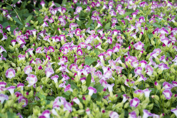 Obraz premium Beautiful bluewings (torenia fournieri) flowers.