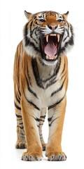Obraz premium Majestic bengal tiger roaring on white background