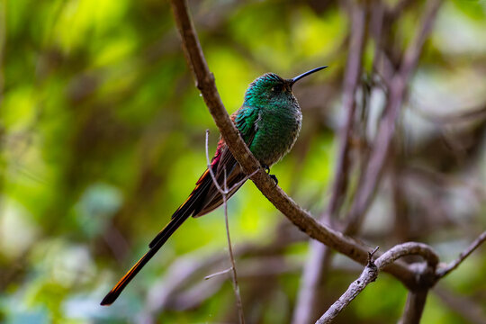 Red-tailed Comet (Sappho sparganurus) perched in Salta, Argentina. Vibrant hummingbird with a long iridescent tail in its natural habitat.