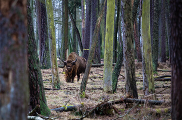 Stado żubrów w starym ciemnym lesie © kubikactive