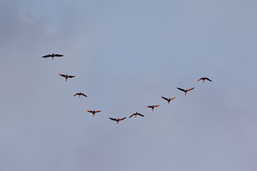 Fliegende Wildgänse in Keilformation im warmen Abendlicht vor blauem Himmel mit viel Textfreiraum © Andre