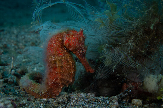 Vibrant orange seahorse (Hippocampus) anchored next to hydroids in the Lembeh Strait, Indonesia