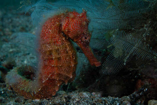 Hippocampus specimen showing skin filaments and prehensile tail usage in a sandy habitat