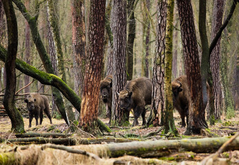 Stado żubrów w starym ciemnym lesie © kubikactive