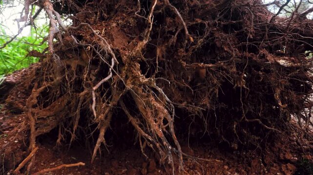 Soil falling from uprooted tree roots after storm with forest wind and rain sound nature ambient video
