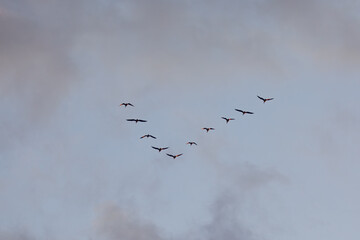 Wildgänse in Keilformation vor pastellblauem Abendhimmel mit Wolkenschleiern und viel Textfreiraum © Andre