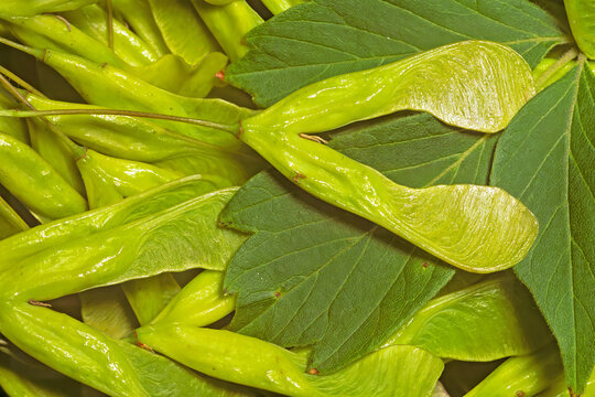 Box elder, Acer negundo, samaras