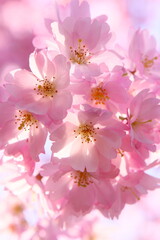 淡いピンクの思川桜のクローズアップ
