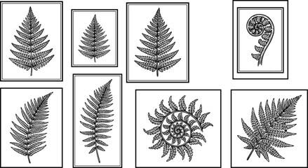Set of vintage fern botanical illustrations in frames, detailed black line art vector collection isolated on white background for wall decor and design. © MdMurad