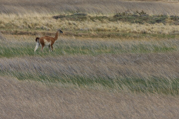 Naklejka premium A wild guanaco stands amidst the vast, dry grasslands of the Patagonian steppe. High-angle view of a native South American camelid in its natural habitat during daylight.