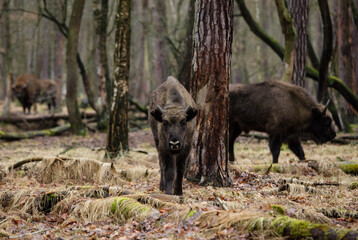 Stado żubrów w starym ciemnym lesie © kubikactive